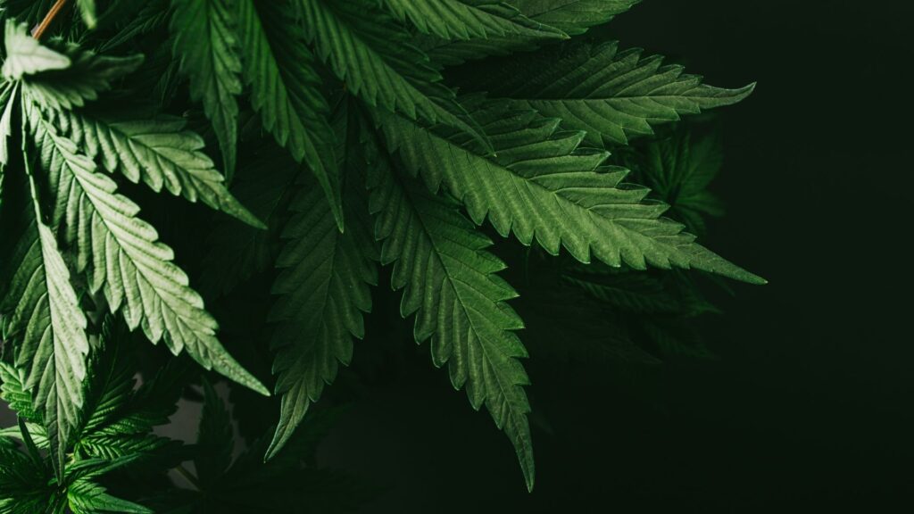 marijuana leaves