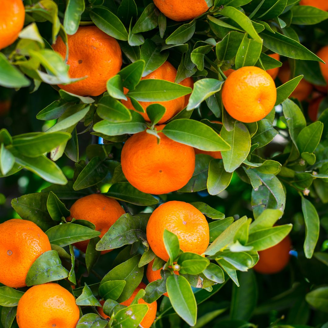 Tangerines share Terpenes with Tangie