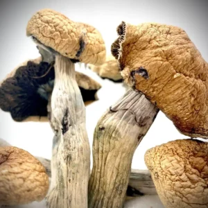 Blue Meanies | Magic Mushrooms New