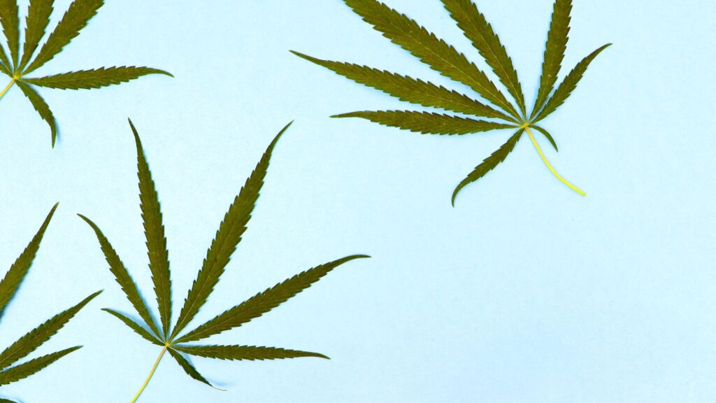 marijuana leaves on blue background