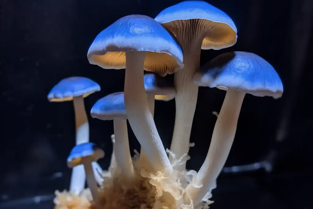 Blue Meanie Mushrooms