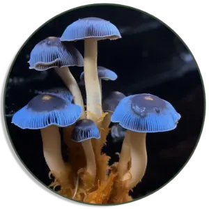 Blue Meanie Mushrooms