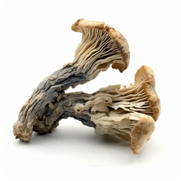 Thrasher Mushrooms | Magic Mushrooms NEW