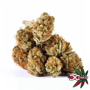 Great White Shark Sativa Flower