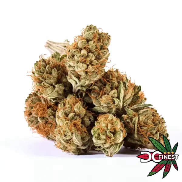 Great White Shark Sativa Flower