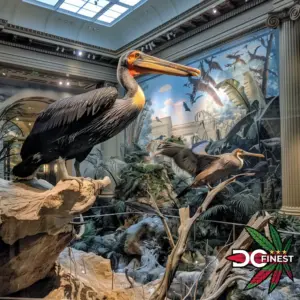 Fun museums for stoners to visit in Washington DC