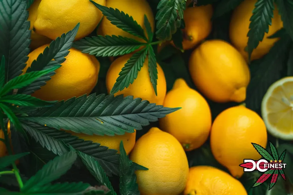 Lemon cannabis strains in Washington dc