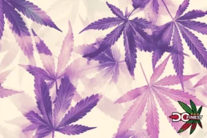 Purple Cream Cannabis Strain Review