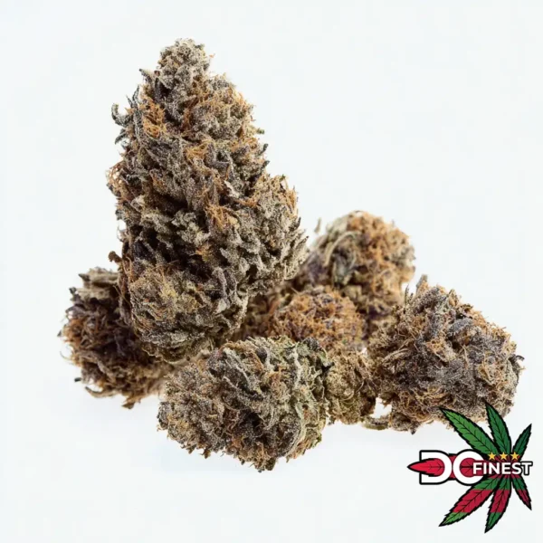 Sorbetto Hybrid Flower