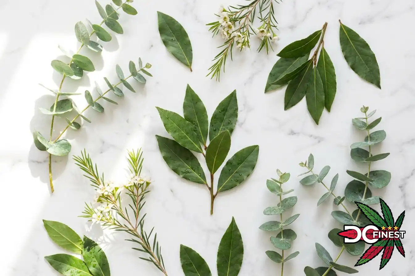 Eucalyptol (Cineole)